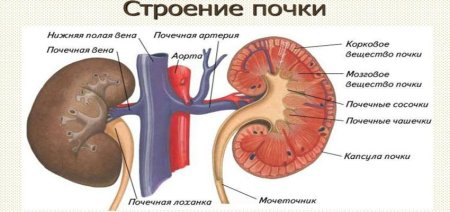 Строение почки лошади