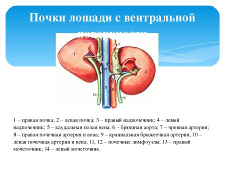 Надпочечники КРС анатомия