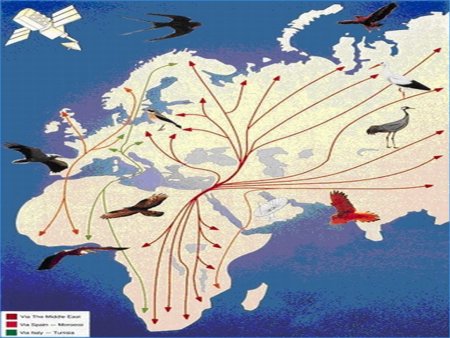 Маршруты миграции птиц России