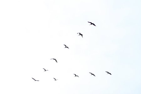 Журавлиный Клин вектор