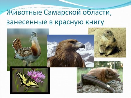 Животные Самарской области занесенные в красную