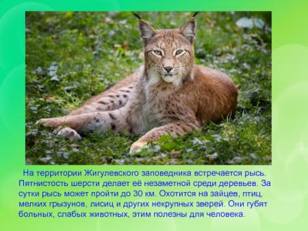 Животные которые занесены в красную книгу Самарской области