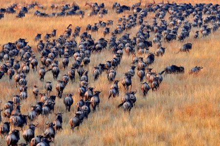 Национальный парк Серенгети миграция антилоп гну