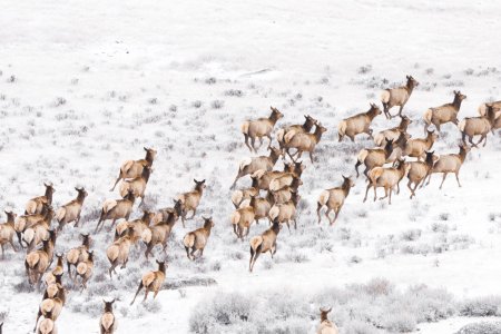 Стая оленей