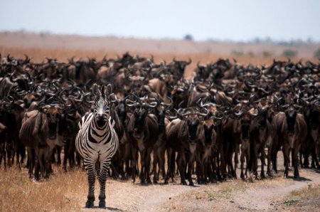 Миграция антилоп гну