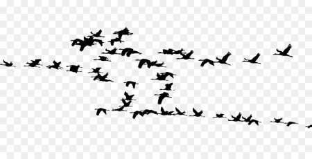 Силуэты птиц в небе