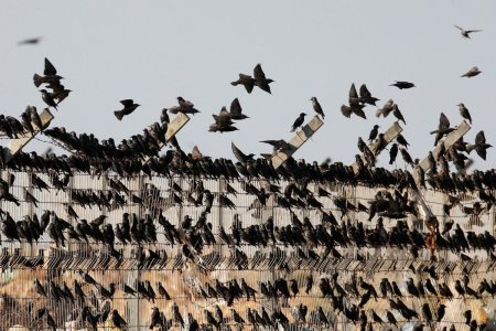 Стая Скворцов птиц