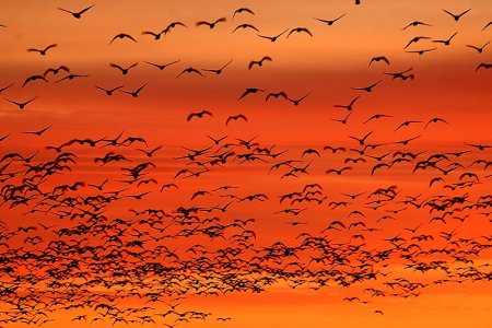 Мигрирующие животные