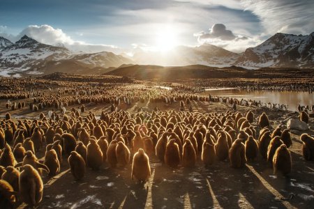 Миграция животных