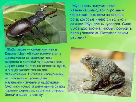 Животные Самарской области занесенные в красную