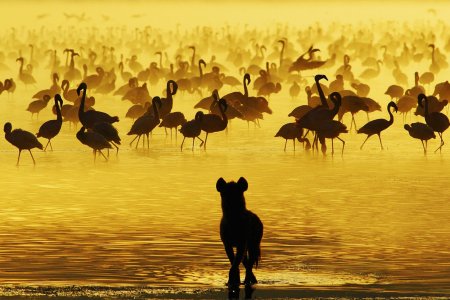 Фон для рабочего стола Африка