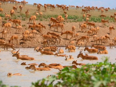 Миграция сайгаков в Казахстане