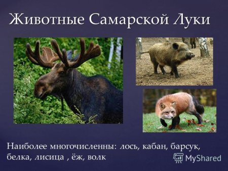 Птицы Самарской области занесенные в красную книгу