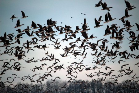 Стая перелетных птиц