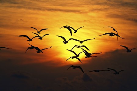 Птица летит