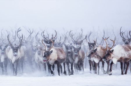 Стадо оленей в тундре
