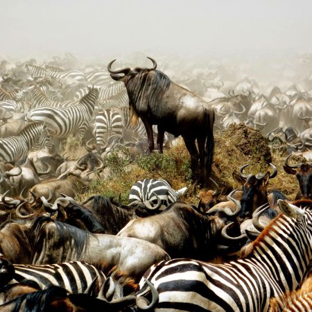 Сафари в Танзании миграция