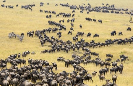 Массовая миграция животных