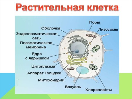 Органоиды растительной клетки схема