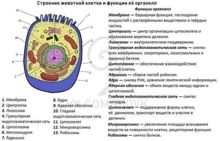 Схема растительной и животной клетки