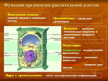 Строение растительной и животной клетки 9 класс биология