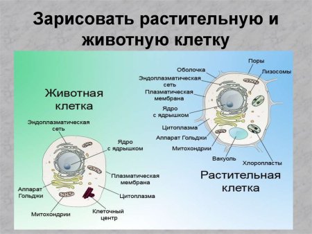 Составные части и органеллы клетки схема