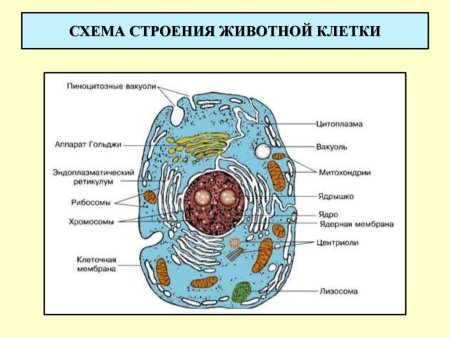 Строение клетки, клеточные органеллы