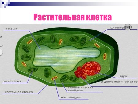 Таблица строение растительной и животной клетки 6 класс биология