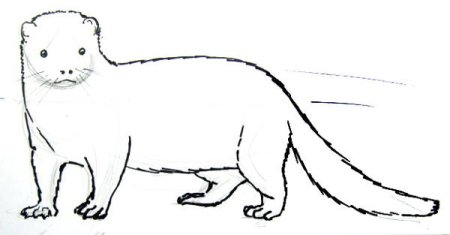Европейская норка нарисовать
