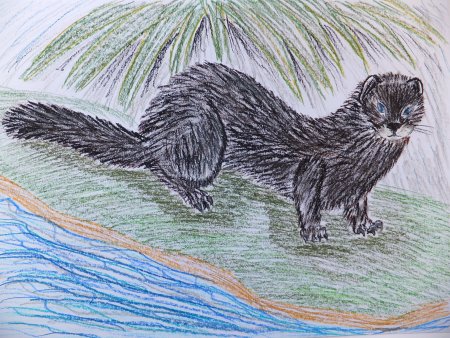 Норка рисунок