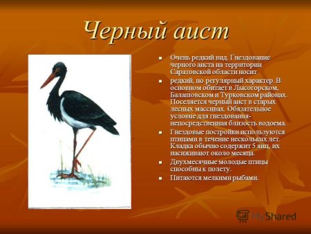 Черный Аист Саратовской области занесенные в красную книгу