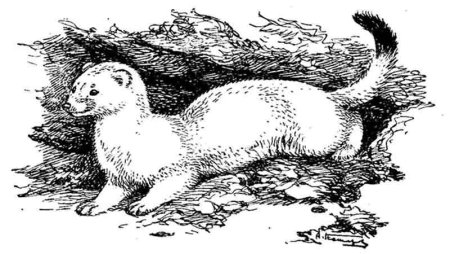 Европейская норка