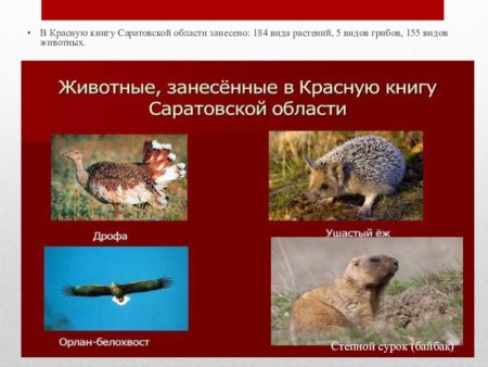 Растения и животные Саратовской области занесенные в красную книгу