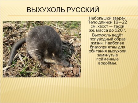 Животные Саратовской области занесенные в красную книгу
