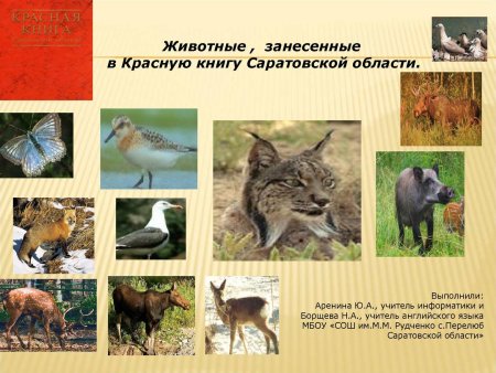 Растения и животные Саратовской области занесенные в красную книгу