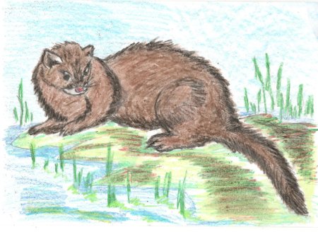 Норка рисунок