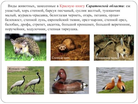 Редкие животные занесенные в красную книгу Саратовской области