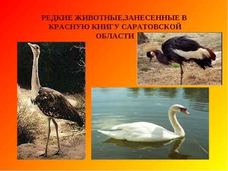 Животные из красной книги Саратовской области