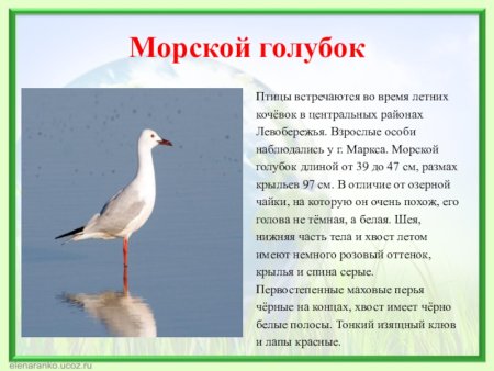 Животные из красной книги Саранской области