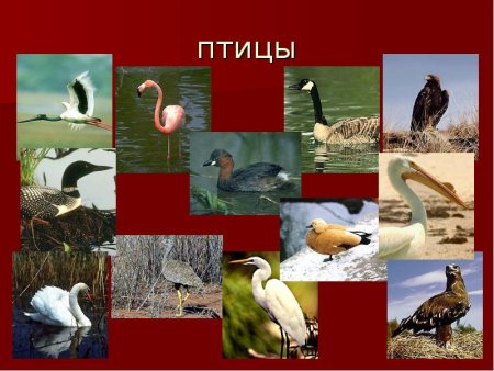 Птицы Саратовской области занесенные в красную книгу