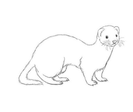 Европейская норка рисунок карандашом