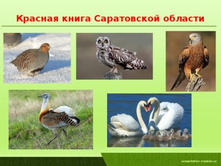 Красная книга Саратовской области птицы животные и растения