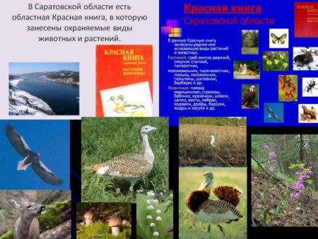 Растения красной книги Саратовской области