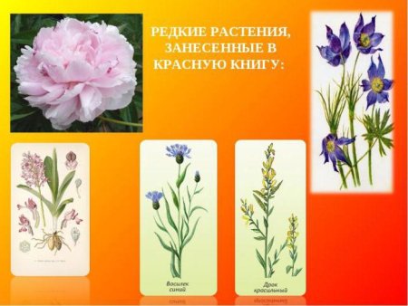 Красная книга Саратовской области птицы