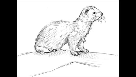 Хорек карандашом