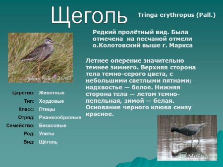 Животные красной книги Саратовской области