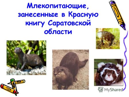 Растения и животные Саратовской области занесенные в красную книгу