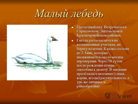 Дрофа занесена в красную книгу Саратовской области