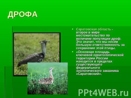 Животное из красной книги Саратовской области
