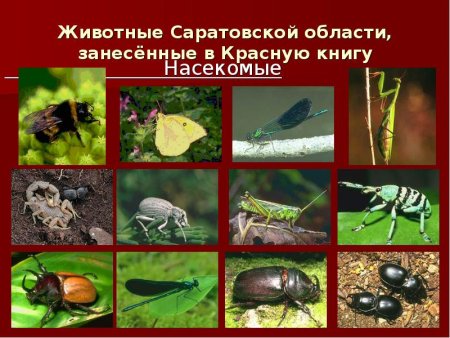 Растения и животные Саратовской области занесенные в красную книгу